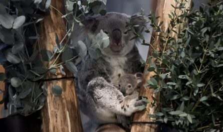 Koala jong volledig zichtbaar in Ouwehands Dierenpark