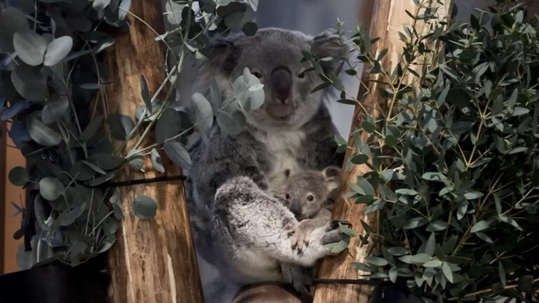 Koala jong volledig zichtbaar in Ouwehands Dierenpark